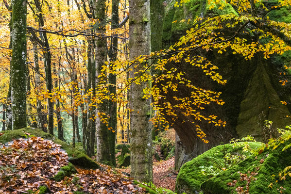 Yellow leaves of trees and moss in the autumnal landscape of Masino forest, Valmasino, Valtellina, Sondrio province, Lombardy, Italy