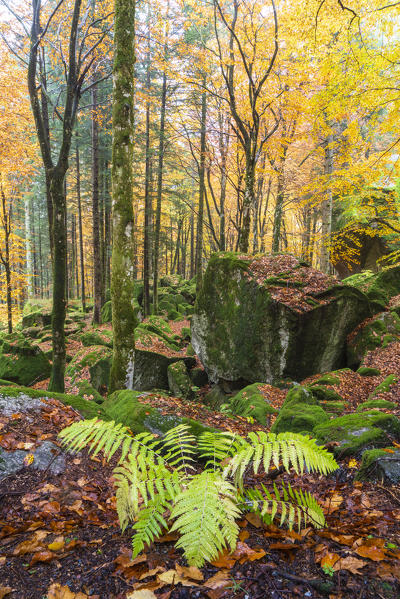 Green fern framed by yellow leaves of trees in autumn, Masino forest, Valmasino, Valtellina, Sondrio province, Lombardy, Italy