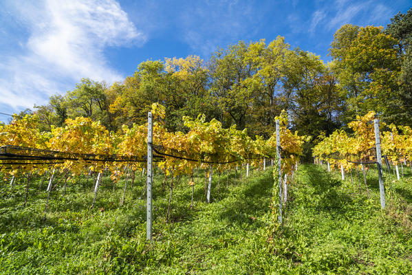 Vineyards in autumn, Spiez, canton of Bern, Switzerland
