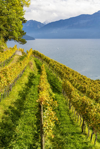 Rows of vineyards on hills above lake Thun, Spiez, canton of Bern, Switzerland