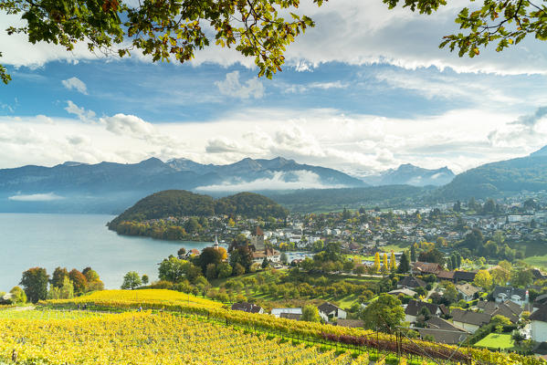 Vineyards around the village of Spiez on shores of lake Thun,  canton of Bern, Switzerland