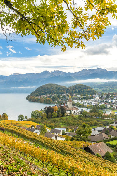 Spiez village on shores of lake Thun surrounded by vineyards, canton of Bern, Switzerland