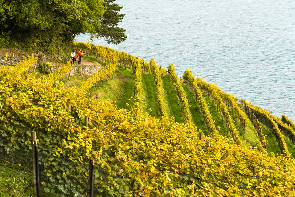 Two people admiring lake Thun from colorful vineyards in autumn, Spiez, canton of Bern, Switzerland