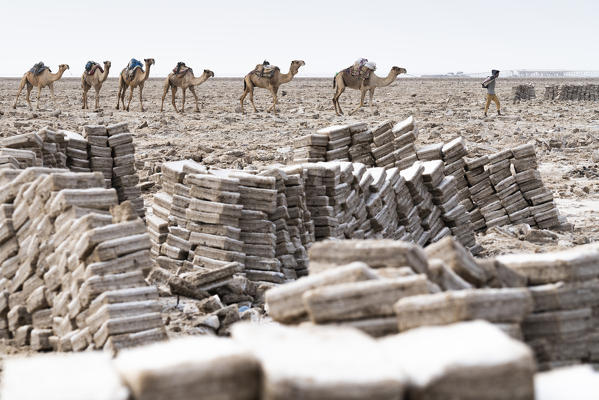 Salt blocks extracted from salt flats, Dallol, Danakil Depression, Afar Region, Ethiopia, Africa