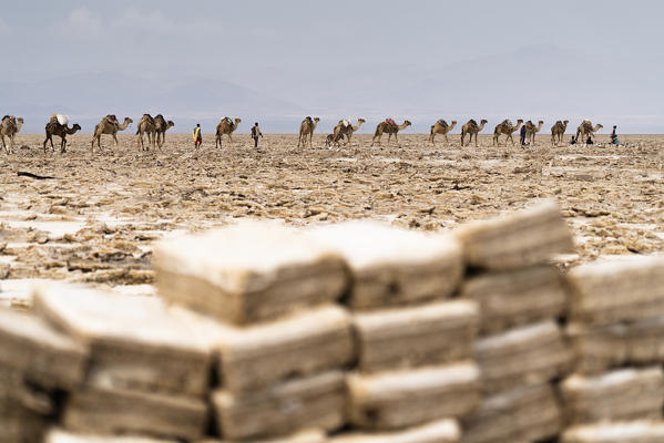 Camels caravan carrying salt from the Dallol salt flats, Danakil Depression, Afar Region, Ethiopia, Africa