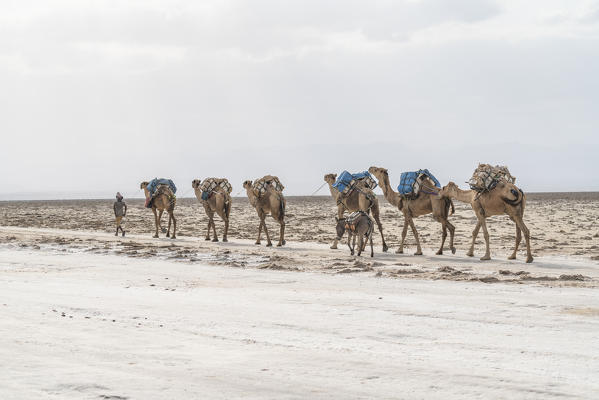 Herder with camel caravan passing through salt mines, Danakil Depression, Afar Region, Ethiopia, Africa