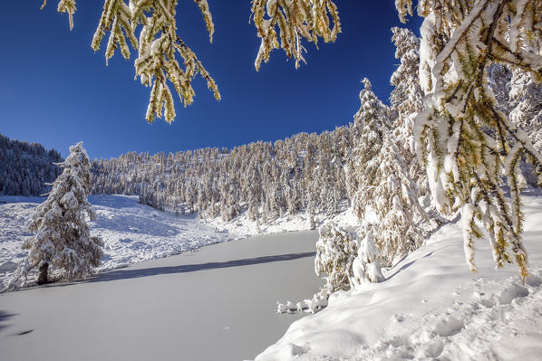 Larches covered with snow after an autumnal snowfall at Lake Casera in the Orobie Alps, Valtellina, Lombardy Italy Europe