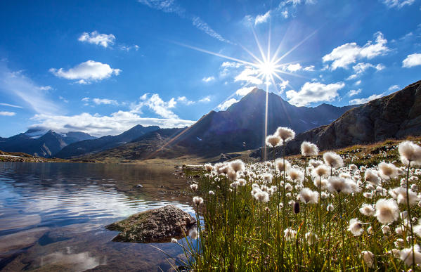 Cotton-grass (eriophorus) blooming by Lake Bianco at the Gavia Pass - Valfurva, Valtellina, Lombardy Italy Europe
