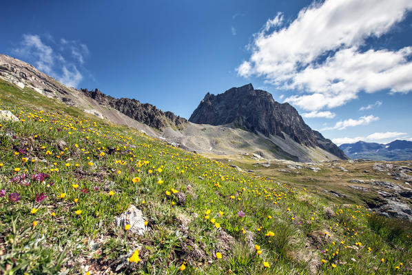 Flowers bloom at Piz Lagrev Engadine, Switzerland Europe