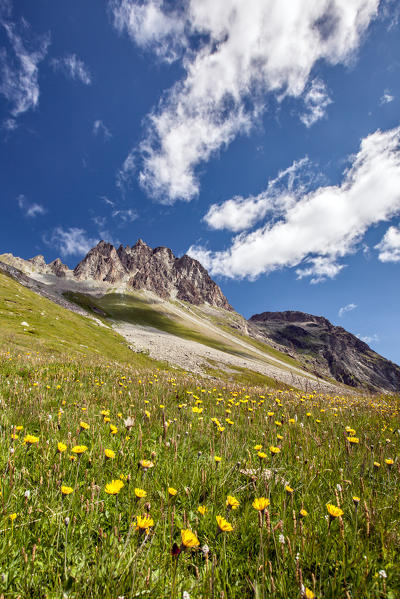 Flowers bloom at Piz Lagrev Engadine, Switzerland Europe