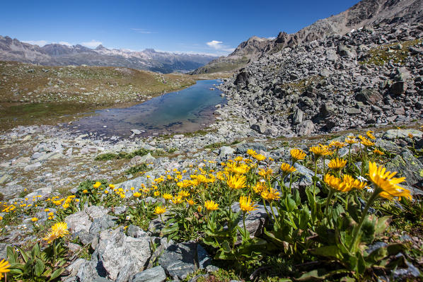 Blooming flowers surrounding Lej Furtschellas, Engadine, Switzerland Europe