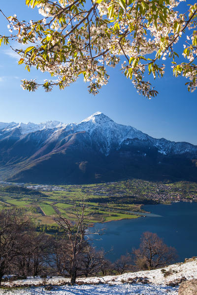 The arrival of spring on the mounts of Montemezzo with a blooming cherry-tree and Mount Legnone in the background. High Lario, Lombardy, Italy Europe