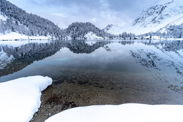 Woods covered with snow reflected in Lake Cavloc at sunrise, Bregaglia Valley, canton of Graubunden, Engadine, Switzerland