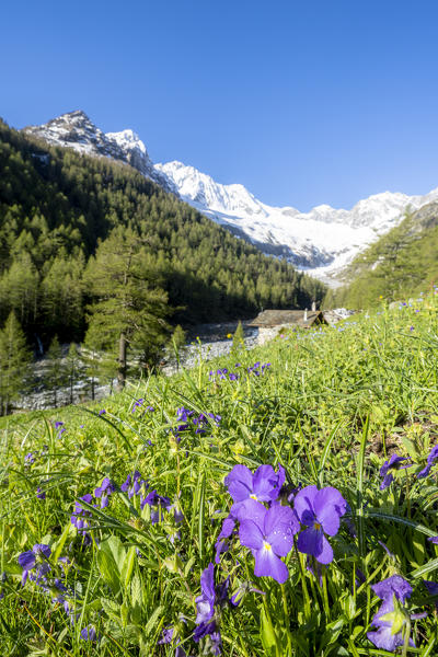 Wildflowers in bloom at Alpe Laresin with Monte Disgrazia on background, Chiareggio Valley, Valmalenco, Lombardy, Italy