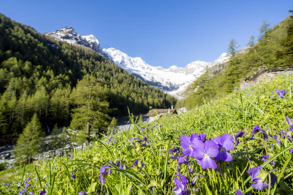 Wildflowers in bloom at Alpe Laresin with Monte Disgrazia on background, Chiareggio Valley, Valmalenco, Lombardy, Italy
