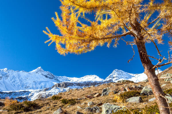 A yellow larch and Pizzo Quadrio already covered with snow in autumn, Valchiavenna, Valtellina Lombardy Italy Europe