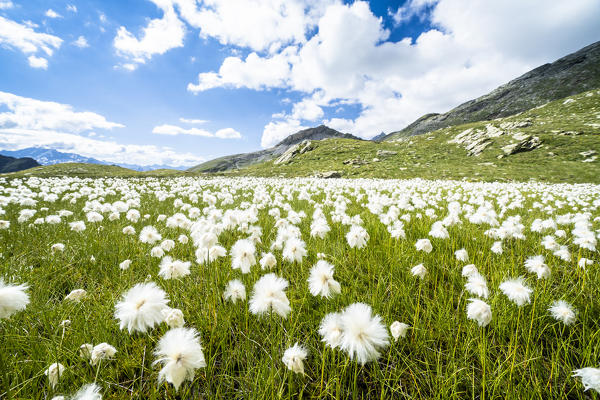 Blooming of cotton grass, Pian dei Cavalli, Vallespluga, Valchiavenna, Valtellina, Lombardy, Italy