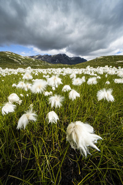 Storm clouds over fields of cotton grass in bloom, Pian dei Cavalli, Vallespluga, Valchiavenna, Valtellina, Lombardy, Italy