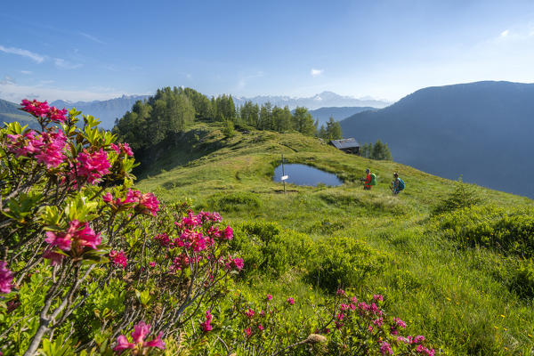 Hikers walking in green meadows towards Pinch pond framed by rhododendrons, Orobie Alps, Valgerola, Valtellina, Lombardy, Italy