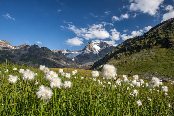 Blooming cotton grass at Confinale Pass, Valmalenco, Valtellina Lombardy Italy Europe