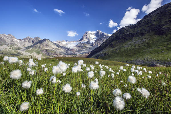Bloomin of cotton grass at Confinale Pass, with Pizzo Zupò in the background, Valmalenco, Valtellina Lombardy Italy Europe