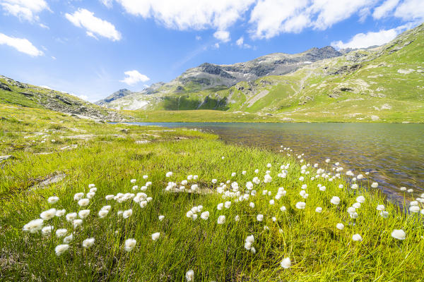 Summer blooming of cotton grass on shores of Baldiscio lakes, Val Febbraro, Valchiavenna, Vallespluga, Lombardy, Italy