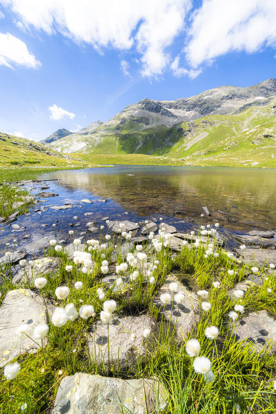 Blooming of cotton grass on shores of pristine Baldiscio lakes, Val Febbraro, Valchiavenna, Vallespluga, Lombardy, Italy