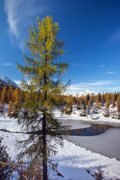 Larch on the shore of Lake of Mufulè still frozen after an autumn snowfall, Valmalenco, Valtellina, Lombardy Italy Europe