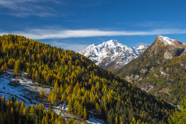 Yellow larches in autumn in Alpe Largone with Mount Disgrazia in the background, Valmalenco, Valtellina, Lombardy Italy Europe