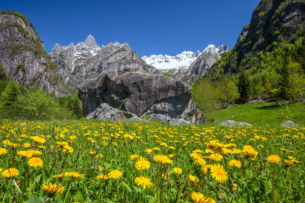 Blooming dandelion in Valmasino, near the village of San Martino. Valtellina Lombardy, Italy Europe