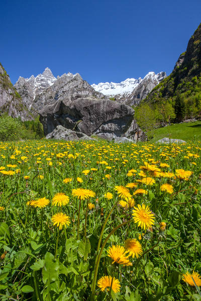 Spring flowering of dandelions in San Martino Valmasino, Valtellina Lombardy, Italy Europe