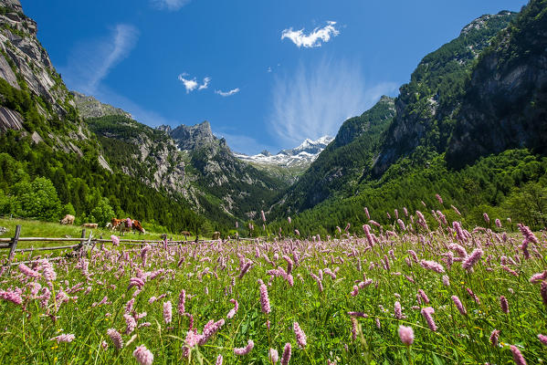 Summer blooming in Val di Mello, Val Masino. Valtellina Lombardy Italy Europe