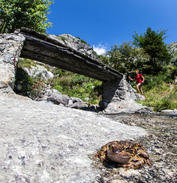 Common frog having a rest while an hiker is crossing a stream by a bridge, Valmasino Valtellina Lombardy Italy Europe