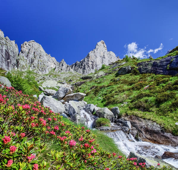 Rhododendrons in flower near the creek that flows from Picco Luigi Amedeo in Val Torrone, Valmasino Valtellina Lombardy Italy Europe