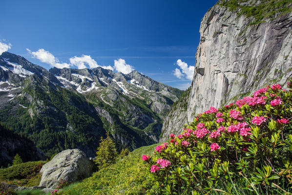 Blooming rhododendron in Val Torrone with view on the peaks of the Val di Mello reserve, Valmasino. Valtellina Lombardy Italy Europe