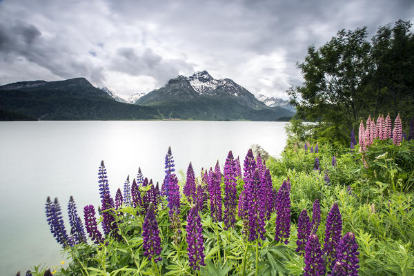 Blossoming of lupin on the shores of lake Sils with Piz la Margna in the background.Sils,Engadine,Canton of Graubunden,Switzerland Europe