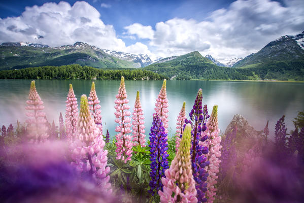 Lupins in bloom on the shores of the Lake of Sils shaken by a strong wind.

Sils,
Engadine,
Canton of Graubunden,
Switzerland