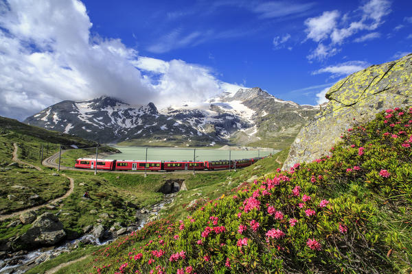 The red train of Bernina near the shores of White Lake, where the blossoming of rhododendron is in progress.

Bernina Pass,
Engadine,
Canton of Graubunden,
Switzerland