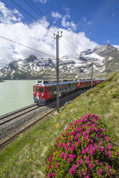 The famous red train travelling on the shores of the White Lake, surrounded by rhododendrons at summer. Bernina Pass,
Engadine, Canton of Graubunden, Switzerland Europe