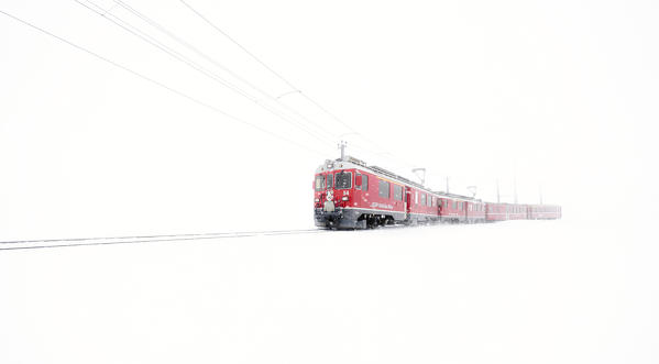 Bernina Express red train emerging from mist at Bernina Pass during a winter snowfall, Graubunden canton, Engadine, Switzerland