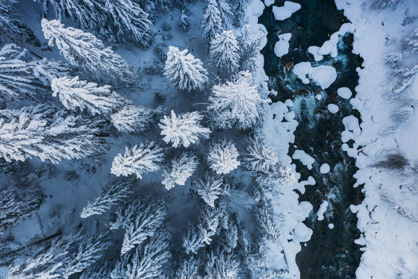 River flowing in between frozen trees of winter forest covered with snow seen from above, Switzerland