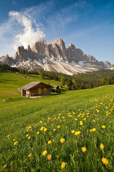 Blooming dandelion at Malga Caseril. Funes Valley.
South Tyrol Trentino Alto-Adige, Italy Europe