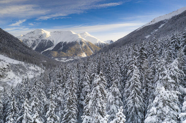 Trees covered with snow in the winter forest at sunrise, Zernez, canton of Graubunden, Val Mustair, Engadine, Switzerland