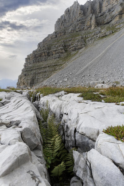 Fern in limestone rocks next to Orti della Regina geological fossil area, Brenta Dolomites, Trentino-Alto Adige, Italy