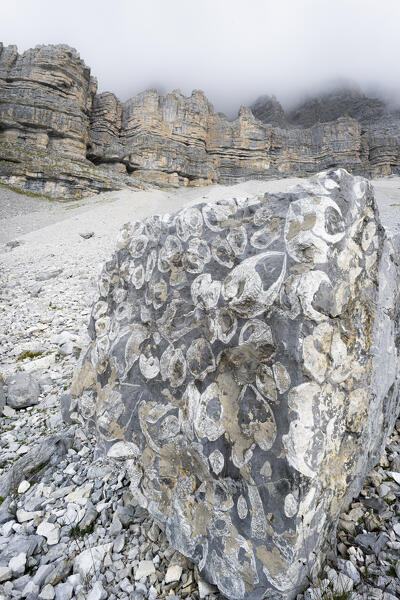 Fossils on rocks at prehistoric geological area Orti della Regina, Brenta Dolomites, Madonna di Campiglio, Trentino, Italy