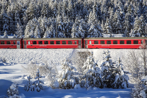 The Red Bernina train in winter in the snowy landscape of Engadina, Switzerland.