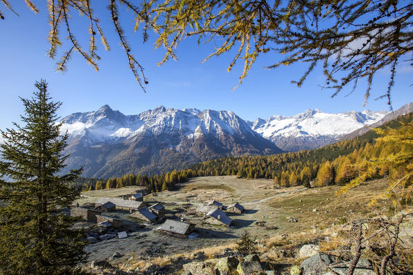 Entova Alp with an autumn frame made by larch branches. Malenco Valley Valtellina, Lombardy, Italy Europe