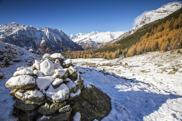 Rocks covered with snow surrounded by yellow larches in autumn Entova Alp Malenco Valley Sondrio province Valtellina Lombardy Italy Europe
