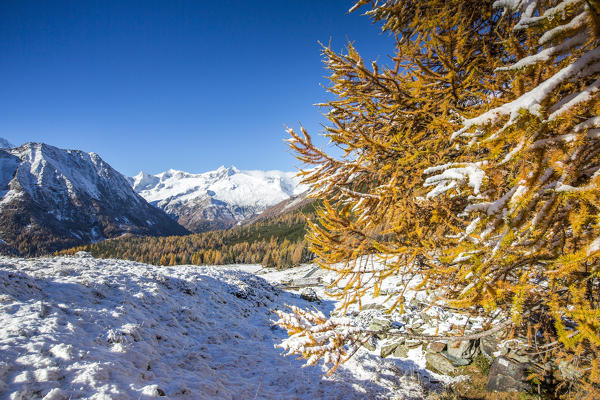 Yellow larches in the snowy valley of Chiareggio in autumn Entova Alp Malenco Valley Sondrio province Valtellina Lombardy Italy Europe