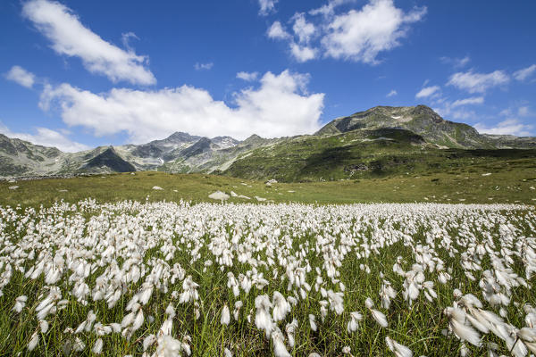 Blooming cotton grass in the green meadows of Andossi Madesimo Spluga Valley Sondrio province Valtellina Lombardy Italy Europe